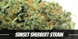 Sunset Sherbet strain
