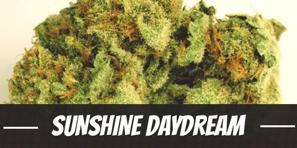 Sunshine Daydream