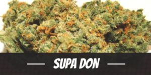Supa Don