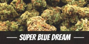 Super Blue Dream