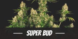 Super Bud