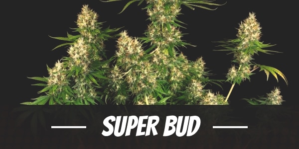 Super Bud