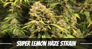 Super Lemon Haze Strain