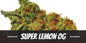 Super Lemon OG