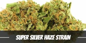 Super Silver Haze weed Strain