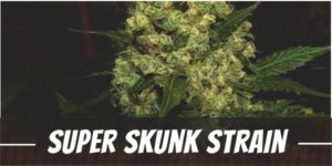 Super Skunk Strain