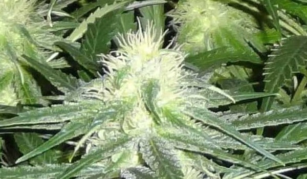 Super Skunk Strain