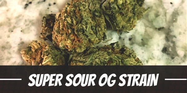 Super Sour OG Strain