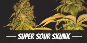 Super Sour Skunk