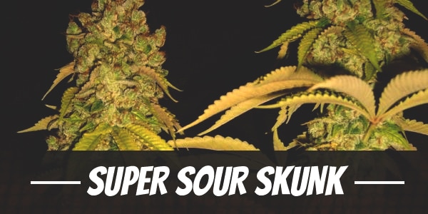 Super Sour Skunk
