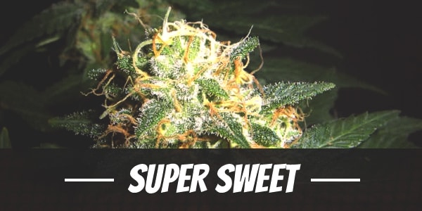 Super Sweet