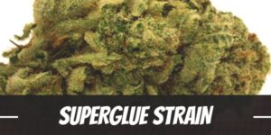Superglue Strain