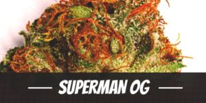 Superman OG