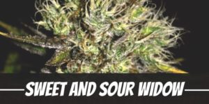 Sweet And Sour Widow