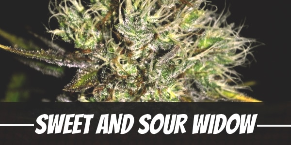 Sweet And Sour Widow