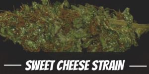 Sweet Cheese Strain