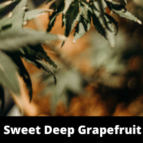 Sweet Deep Grapefruit Strain