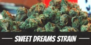 Sweet Dreams Strain