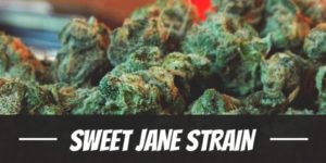 Sweet Jane Strain