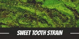Sweet Tooth Strain