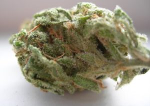 Swiss Sativa