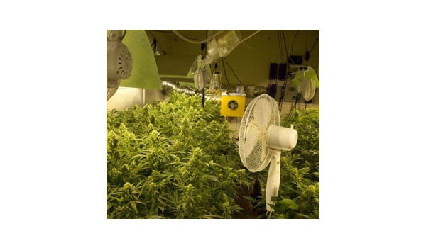 Systems that help mask the smell of indoor marijuana growing spaces