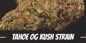 Tahoe OG Kush Strain