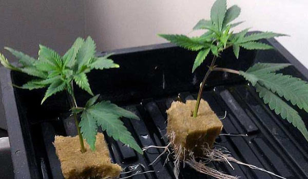 Taking cuttings from a flowering plant
