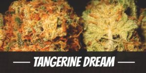 Tangerine Dream