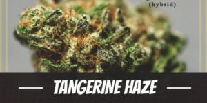 Tangerine Haze