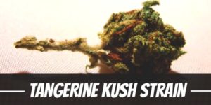 Tangerine Kush Strain