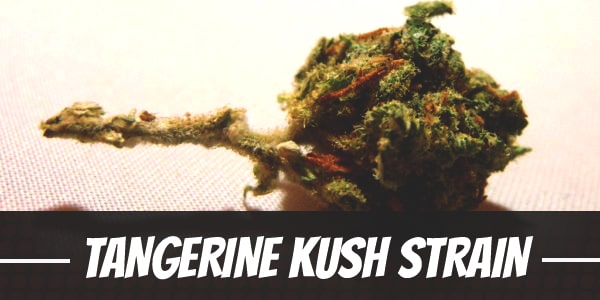 Tangerine Kush Strain