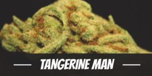Tangerine Man