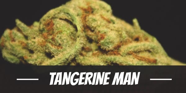 Tangerine Man