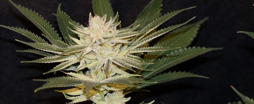 Tangerine Power Medical