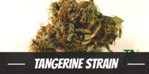 Tangerine Strain
