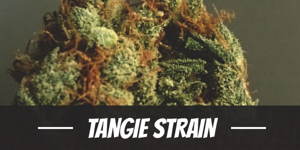 Tangie Strain