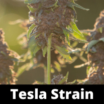 Tesla-Strain