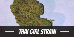 Thai Girl Strain
