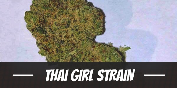Thai Girl Strain