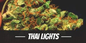 Thai Lights Strain