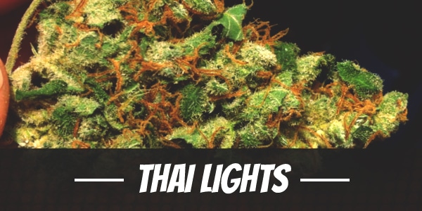 Thai Lights Strain