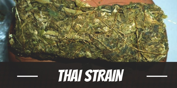 Thai Strain