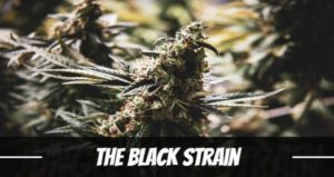 The Black Strain
