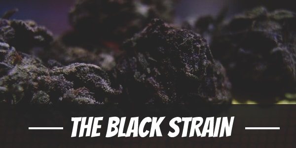 The Black Strain