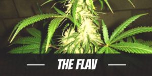 The Flav