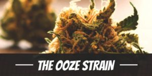 The Ooze Strain