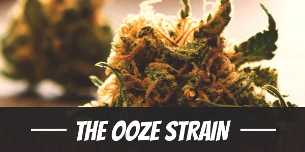 The Ooze Strain