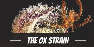 The Ox Strain