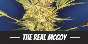 The Real McCoy Strain